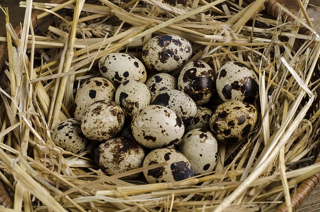 Freshly harvested quail eggs from an Australian quail farm